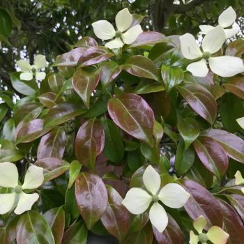 Cornus elliptica 'Empress of China' - C10 L - 40/50 cm