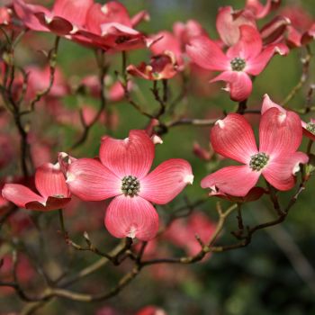 Cornus florida ' Cherokee Chief' - C15 L - 100/125 cm
