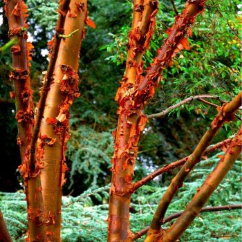 Acer griseum - C 6 L - 40/50 cm