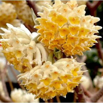 Edgeworthia chrys. 'Grandiflora' - C3 L - 40/50 cm