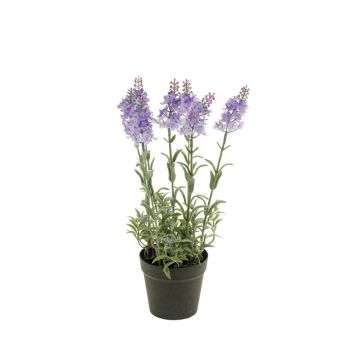 Lavanda Plava U Plastičnoj Saksiji 9 cm - 7 Grana - 28 cm