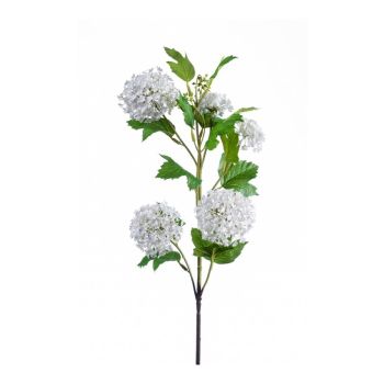 Viburnum Krem - 75 cm