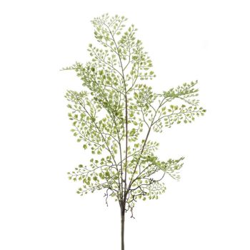 Paprat - 55 cm
