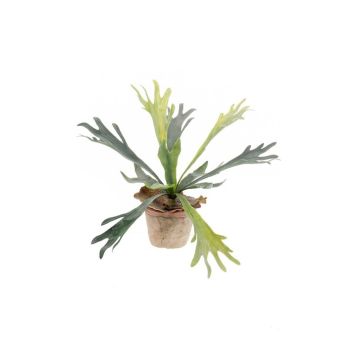 Jelenski Rogovi - 38 cm