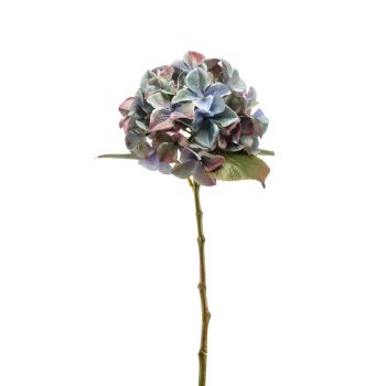 Hortenzija Plava - 47 cm