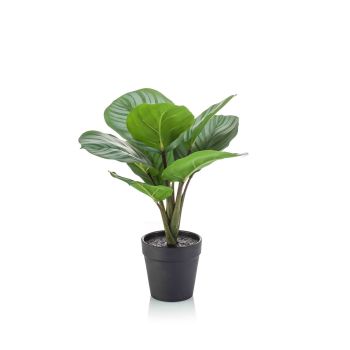 Calathea Žbun Zelena/Siva U Plastičnoj Saksiji - 8 Grana - 30 cm