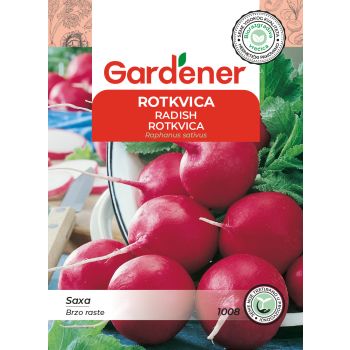 Rotkvica Saxa - Raphamus sativus