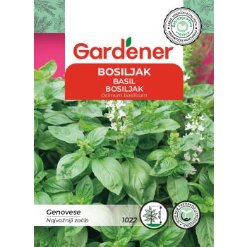 Bosiljak genovese - Ocimum basilicum
