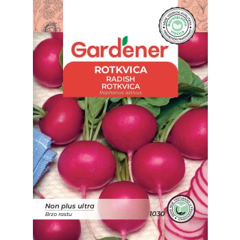 Rotvica non plus ultra - Raphanus sativus