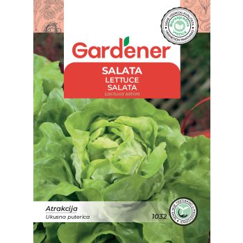 Salata puterica - Lactuca sativa