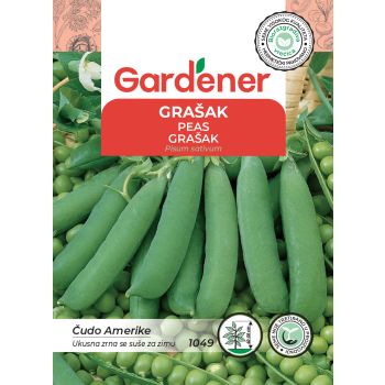 Grašak čudo amerike - Pisum sativum