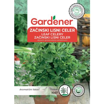 Začinski lisni celer - Apium graveolens secalinum