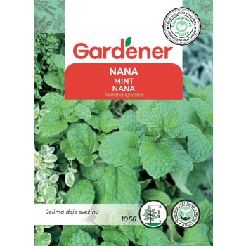 Nana - Mentha spicata