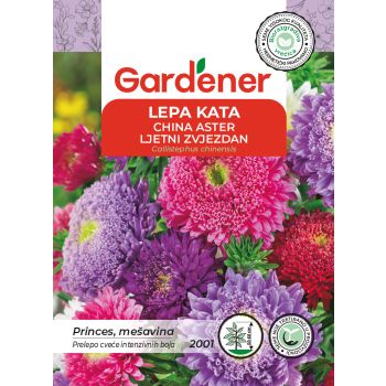 Lepa kata princes - Callistephus chinensis