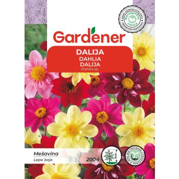 Dalija mešavina - Dahlia sp.