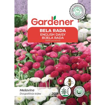 Bela rada mešavina - Bellis perennis