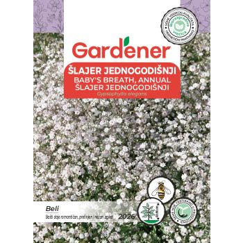 Šlajer jednogodišnji - Gypsophylla elegans