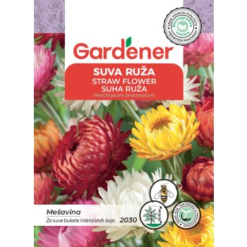 Suva ruža mešavina - Helichrysum bracteatum