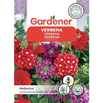 Verbena mešavina - Verbena sp.