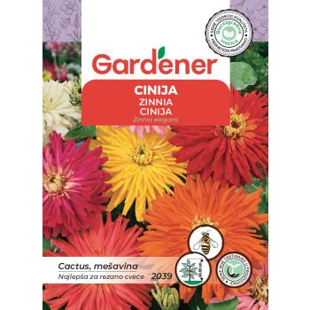 Cinija kaktus - Zinnia elegans