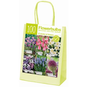 Xl jesenja kolekcija - crvena / bela / plava - pakovanje 100 lukovica