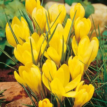 Krokus krupnocvetni - Crocus Big yellow - pakovanje 12 lukovica
