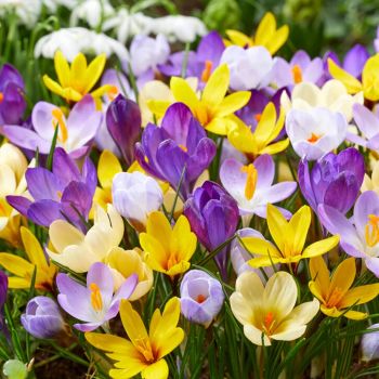 Krokus - Crocus botanical mixed - pakovanje 25 lukovica