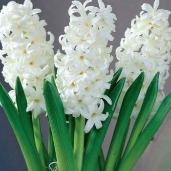 Zumbul - Hyacinths Carnegie - pakovanje 5 lukovica