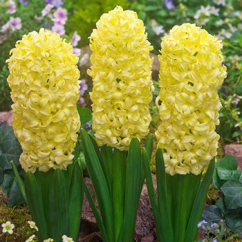 Zumbul - Hyacinths City of Haarlem - pakovanje 5 lukovica