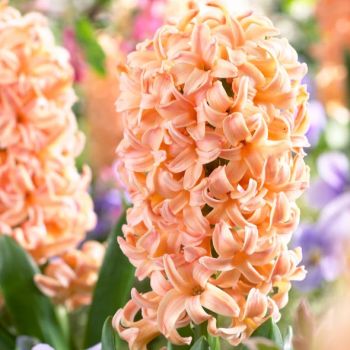 Zumbul - Hyacinths Gipsy queen - pakovanje 5 lukovica