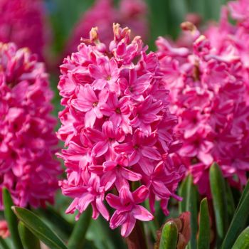 Zumbul - Hyacinths Jan Bos - pakovanje 5 lukovica