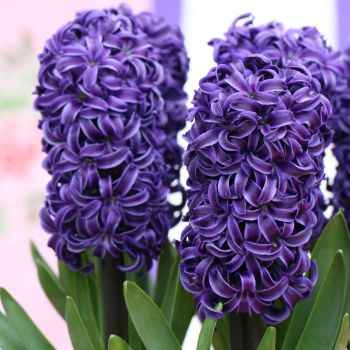 Zumbul - Hyacinths Peter Stuyvesant - pakovanje 5 lukovica