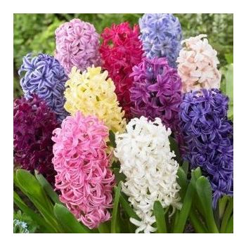 Zumbul - Hyacinths mix - pakovanje 10 lukovica