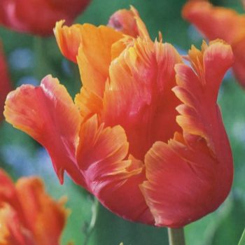 Lala parrot - Tulipa Amazing parrot - pakovanje 5 lukovica