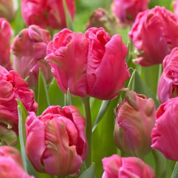 Lala parrot - Tulipa Marvel parrot - pakovanje 5 lukovica