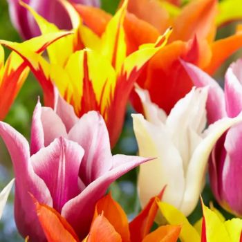 Lala ljiljan - Tulipa lily flowering mix - pakovanje 8 lukovica