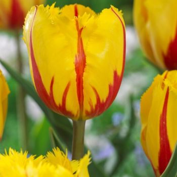 Lala reckava - Tulipa Flamenco - pakovanje 8 lukovica