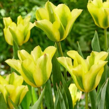 Lala viridiflora - Tulipa Formosa - pakovanje 8 lukovica