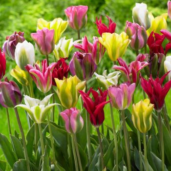Lala viridiflora - Tulipa viridiflora mix - pakovanje 8 lukovica