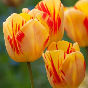 Lala darwin - Tulipa Olympic flame - pakovanje 8 lukovica