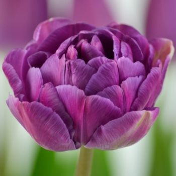 Lala ranocvetna dupla - Tulipa Blue diamond - pakovanje 8 lukovica