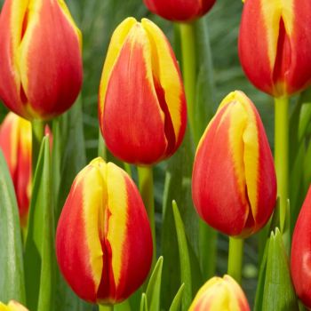 Lala triumf - Tulipa Denmark - pakovanje 8 lukovica