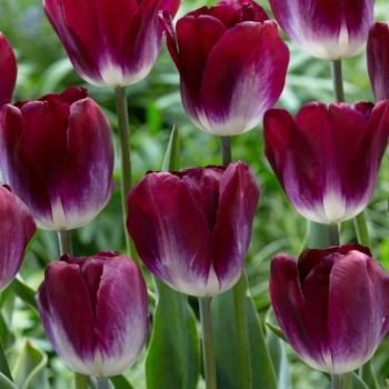 Lala triumf - Tulipa Kansas proud - pakovanje 8 lukovica