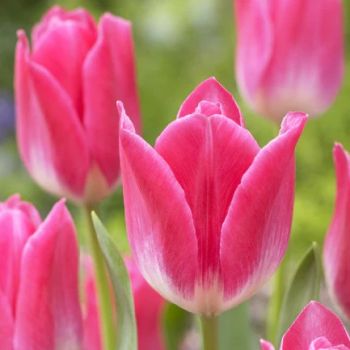 Lala triumf - Tulipa Memphis - pakovanje 8 lukovica