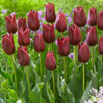 Lala triumf - Tulipa National velvet - pakovanje 8 lukovica