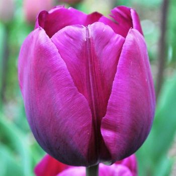 Lala triumf - Tulipa Negrita - pakovanje 8 lukovica
