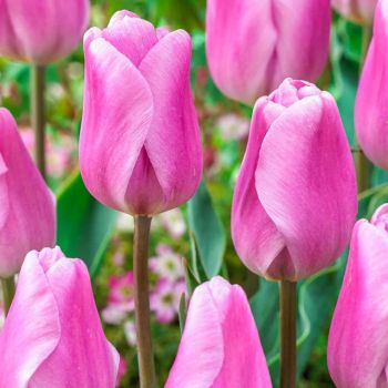 Lala triumf - Tulipa Synaeda amor - pakovanje 8 lukovica