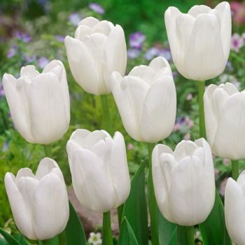 Lala triumf - Tulipa White dream - pakovanje 8 lukovica