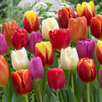 Lala triumf - Tulipa Triumph mix - pakovanje 8 lukovica