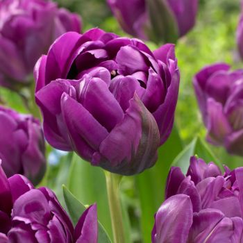 Lala kasnocvetna dupla - Tulipa Negrita double - pakovanje 8 lukovica